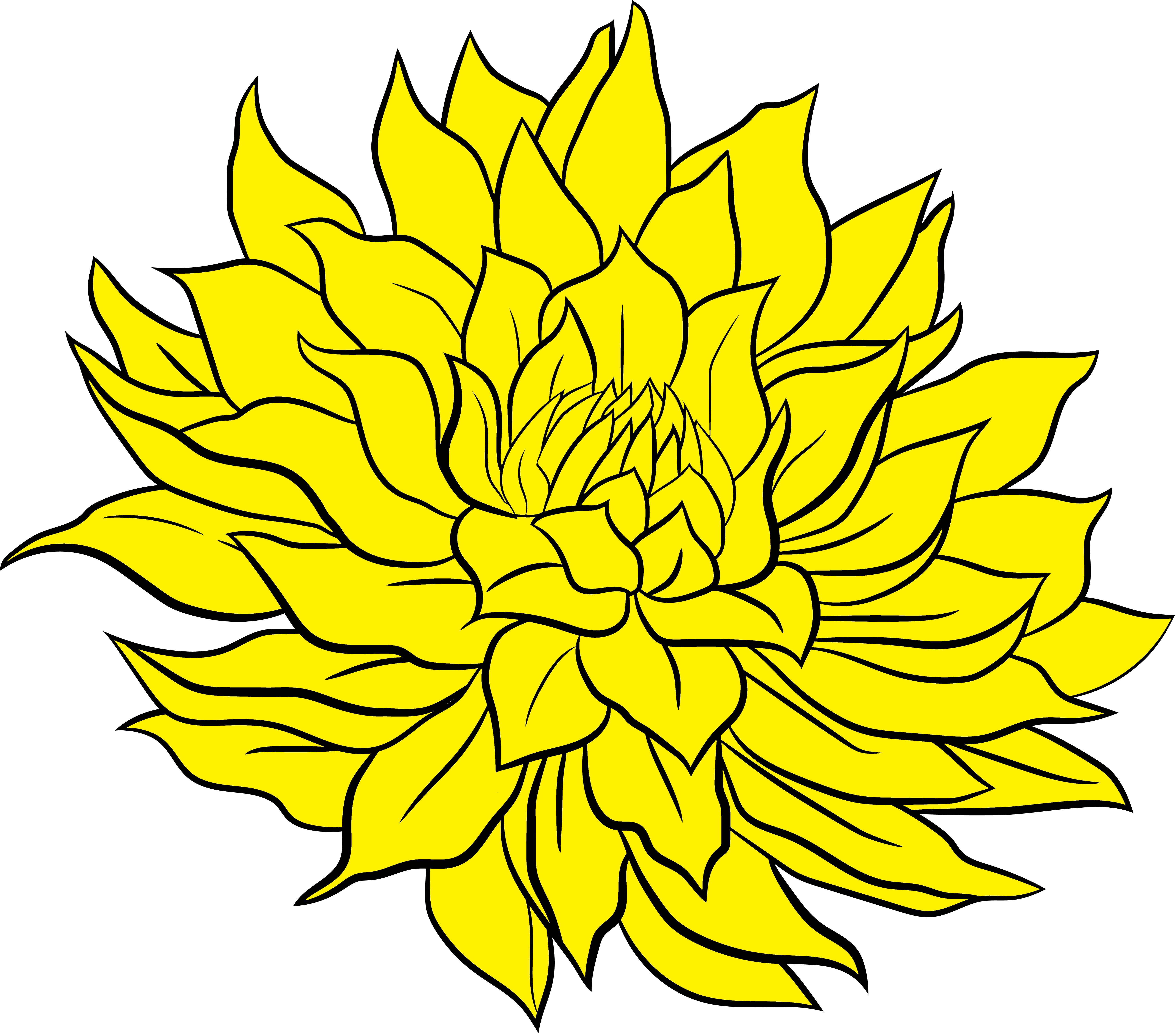 Gay Bright Eyes Le Flor Dahlias