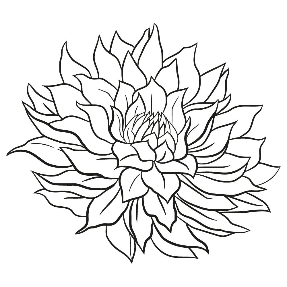 White Supreme Le Flor Dahlias white-supreme-le-flor-dahlias