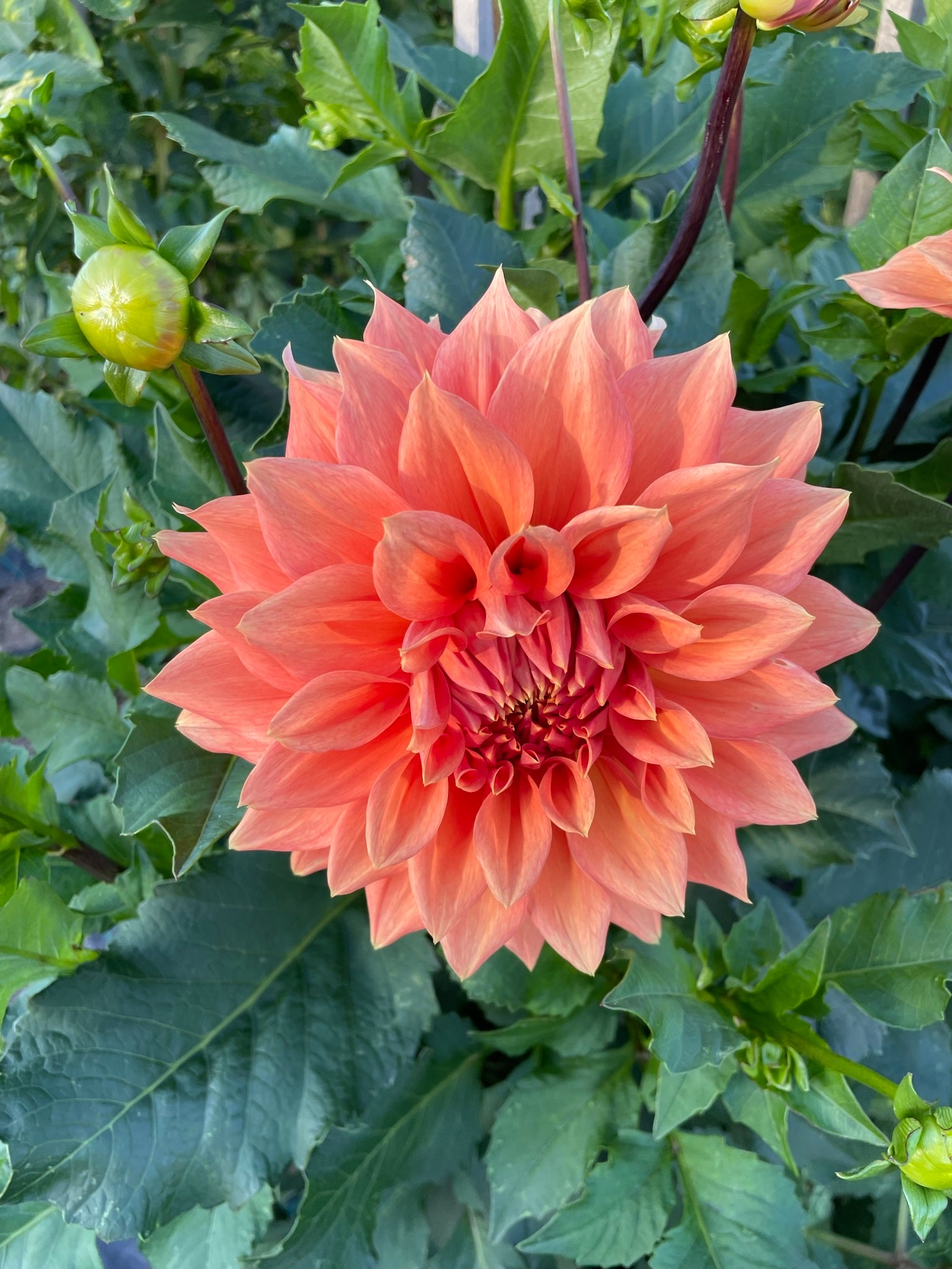 Christie Leader Le Flor Dahlias