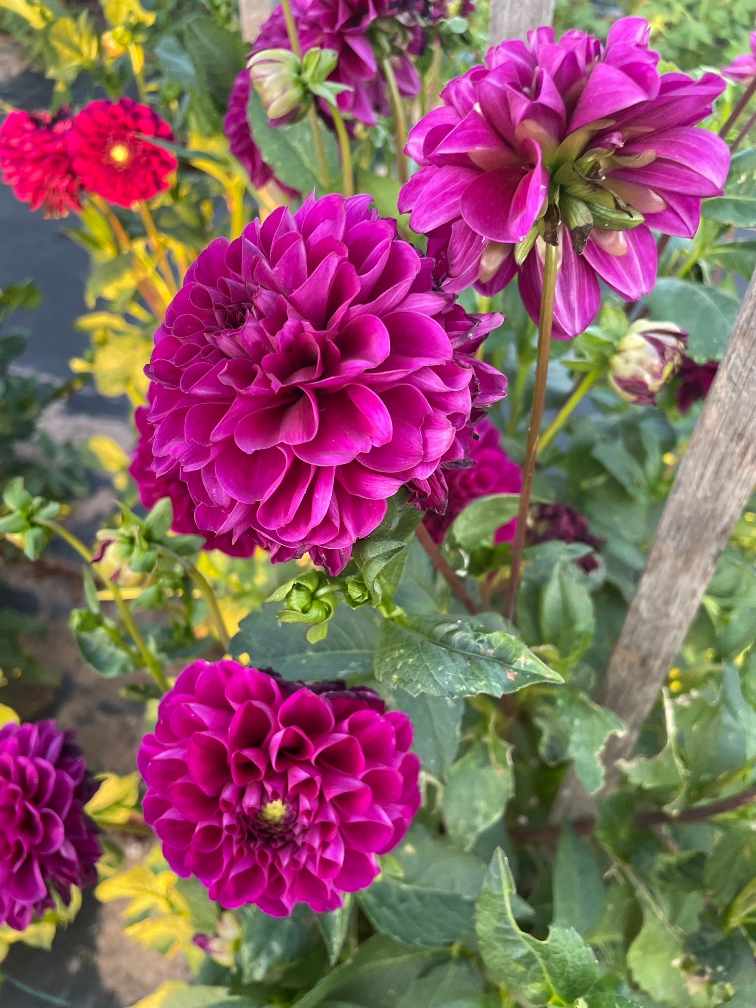 Formby Cardinal Le Flor Dahlias