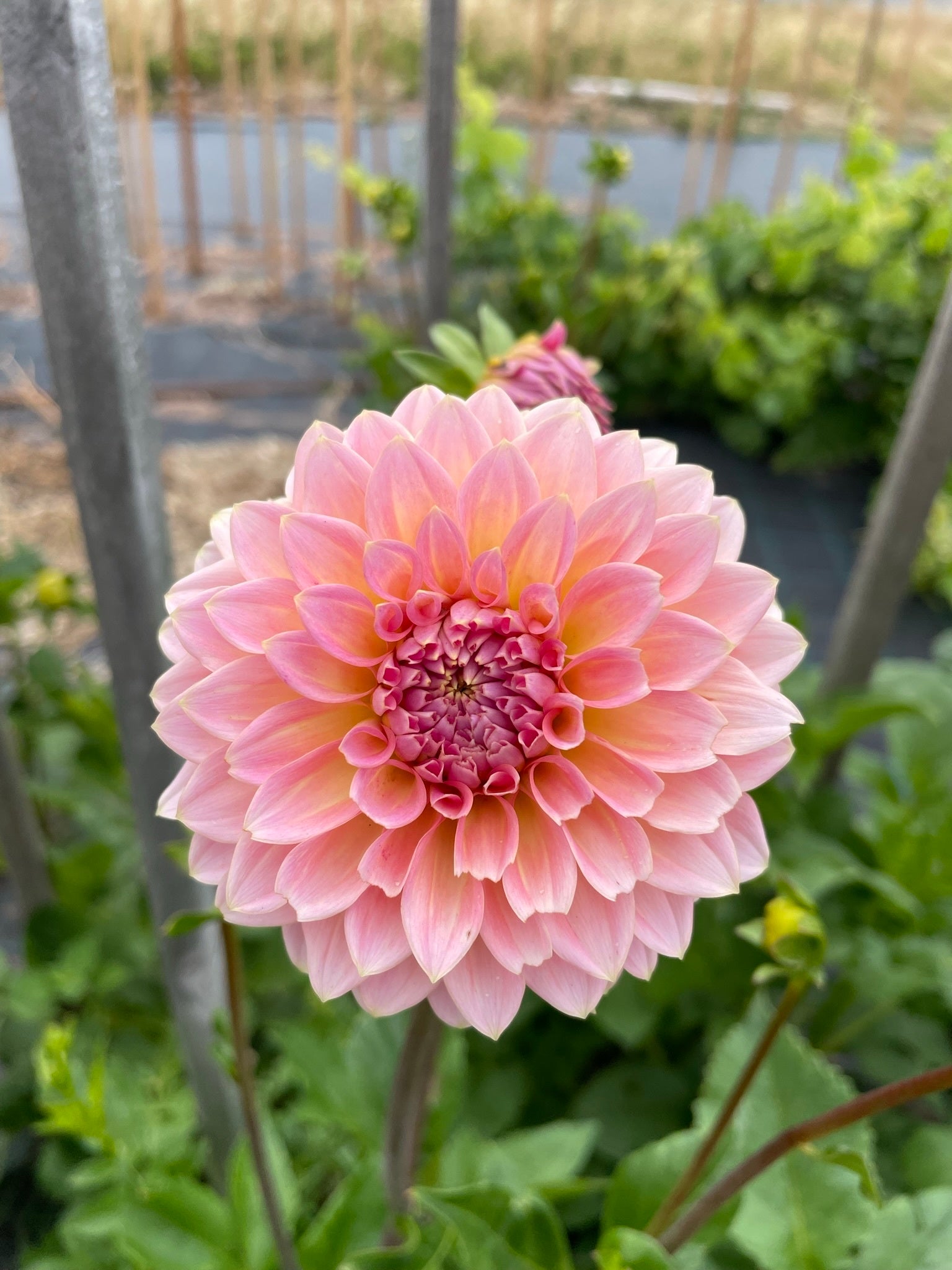 Hillier Tanunda | Le Flor Dahlias